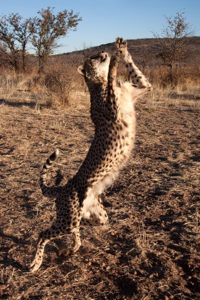 Cheetah in stap-springen — Stockfoto