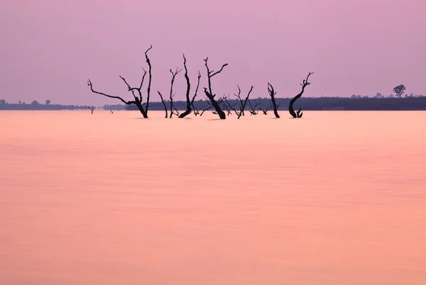 Trees in lake Kariba — Stock Photo, Image