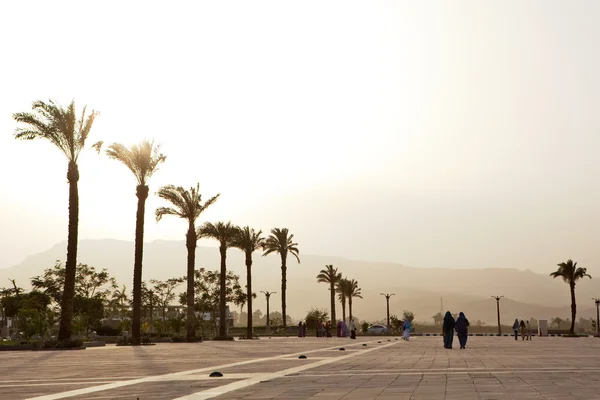 Allée de palmiers en Egypte — Photo