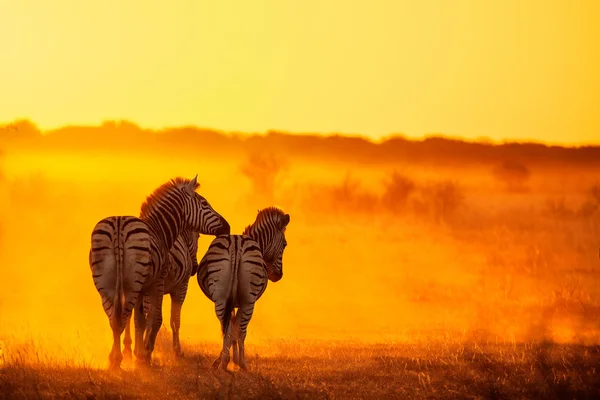 Zebras ao pôr do sol — Fotografia de Stock