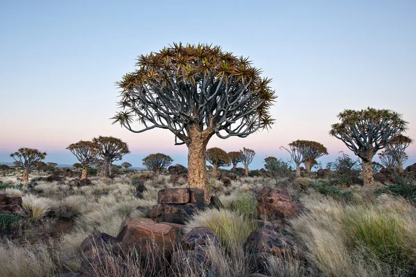 Quiver tree at dusk — Stock Photo, Image