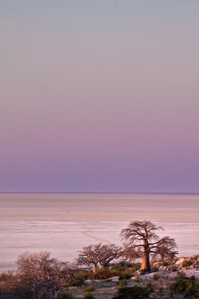 Albero di baobab africano — Foto Stock