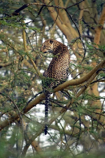 Leopard på träd — Stockfoto