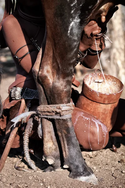 Milking a cow — Stock Photo, Image