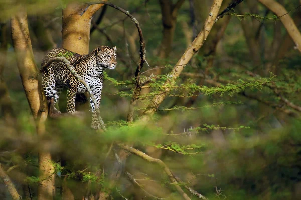 Wild african leopard in tree — Stockfoto