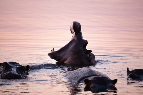 Hippopotomus ve vodě — Stock fotografie