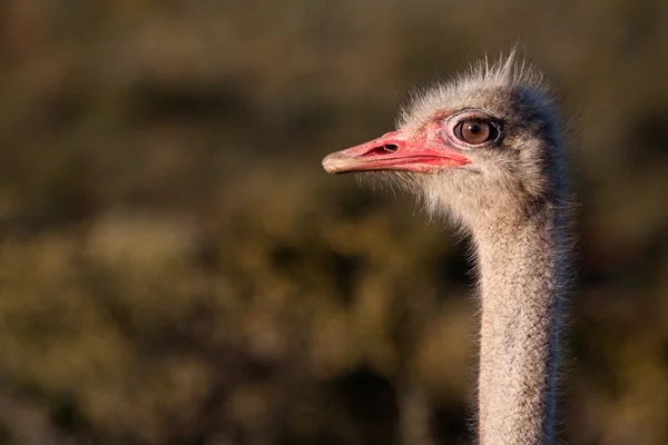 Struzzo africano — Foto Stock