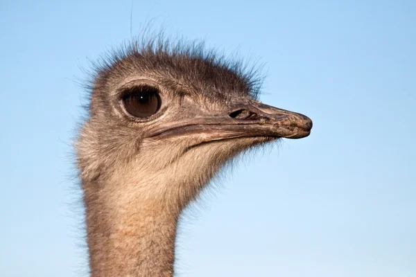 Afrikanischer Strauß — Stockfoto