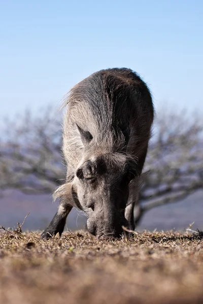 Wildschweine — Stockfoto