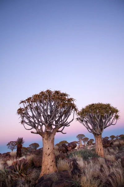 Vista de Savanna —  Fotos de Stock