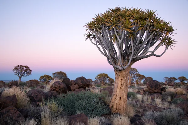 Savanna vista — Foto Stock