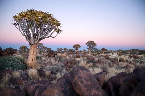 Savanna vista — Foto Stock