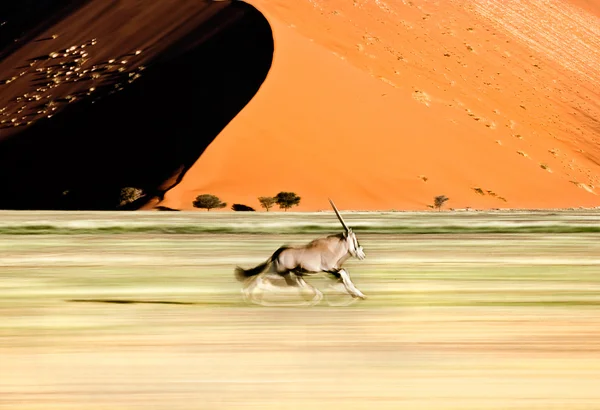 Koń w wydmy w Sossusvlei — Zdjęcie stockowe