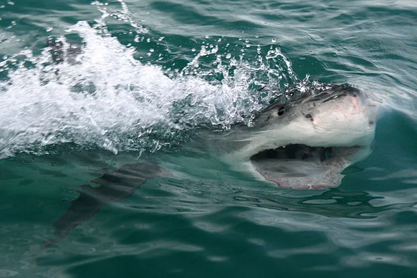 Vahşi köpek balığı — Stok fotoğraf