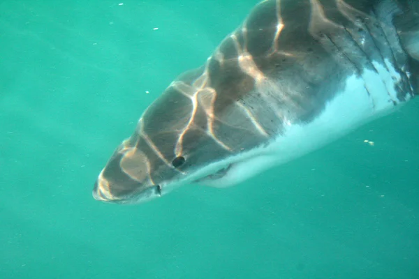 Wild shark — Stock Photo, Image