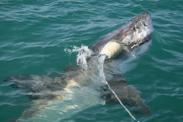 Wild shark — Stock Photo, Image