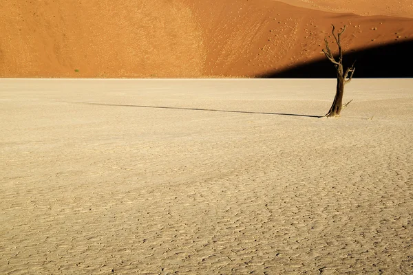 野生树在沙子里 — 图库照片