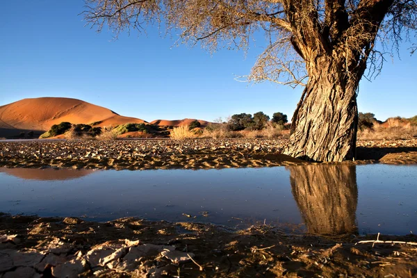 Landskap från Sossusvlei, Namibia — Stockfoto