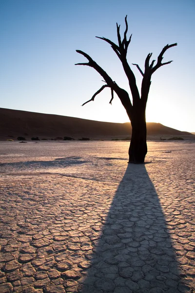 Árbol salvaje — Foto de Stock