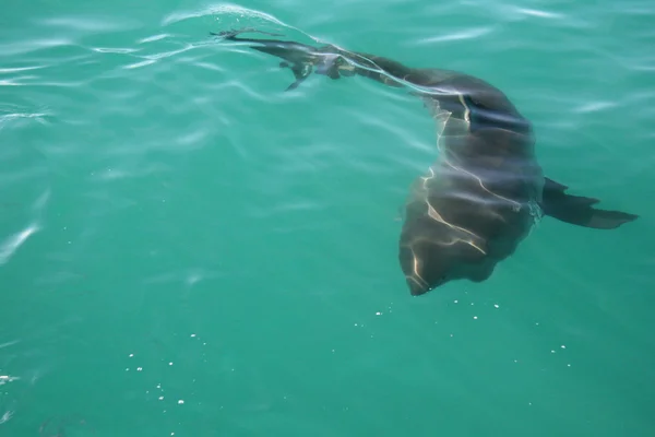 야생 상어 — 스톡 사진
