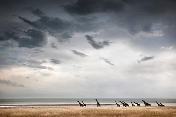 Giraffer i den afrikanska savannen — Stockfoto