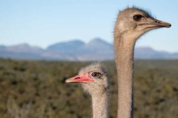 Afrikanska strutsar — Stockfoto