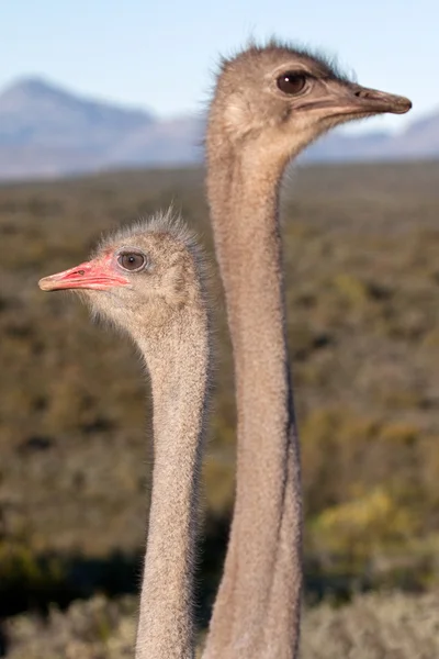 Africké pštrosy — Stock fotografie