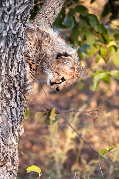 Леопард на дереве — стоковое фото