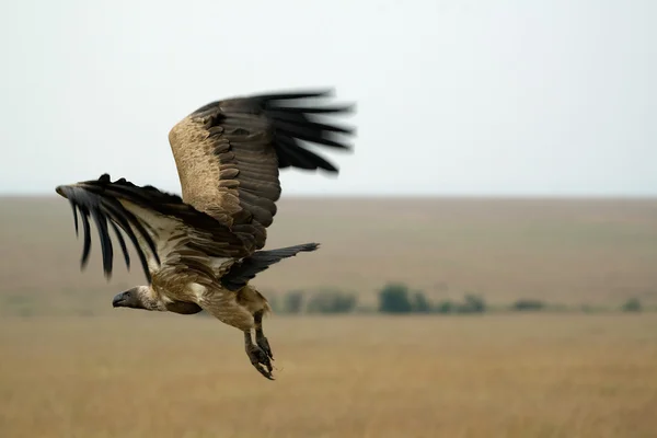 Vautour à dos blanc — Photo