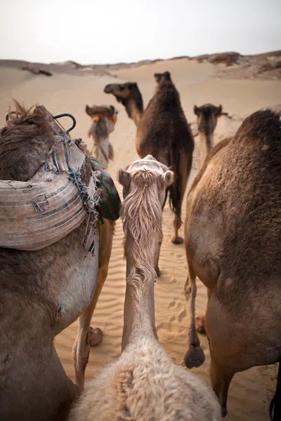 Camelos no deserto — Fotografia de Stock