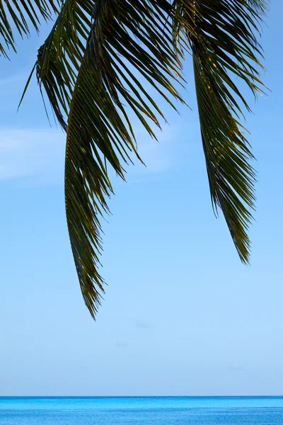 Tropische zee met palmbladeren — Stockfoto