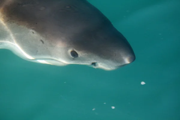Yırtıcı köpekbalığı — Stok fotoğraf