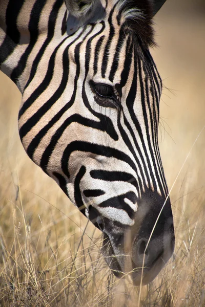 African zebra eating — Stock Photo, Image