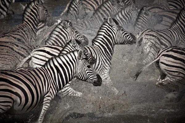 Groupe de zèbres africains — Photo