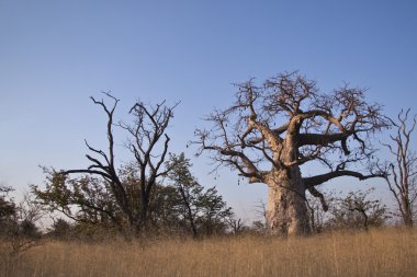 Baobab ağaçları