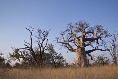 Baobab trees clipart