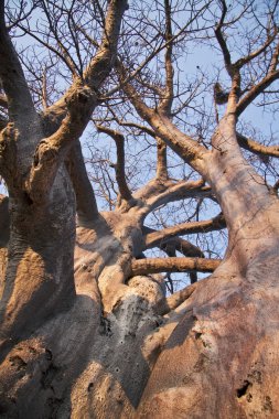 Baobab ağaçları