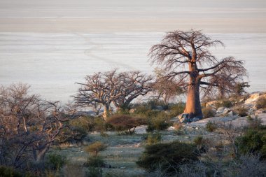 Baobab ağaçları