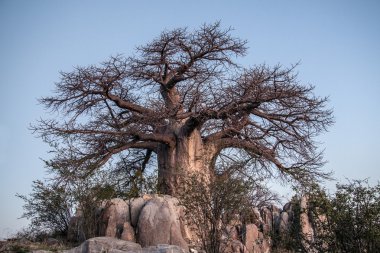 Baobab ağaçları