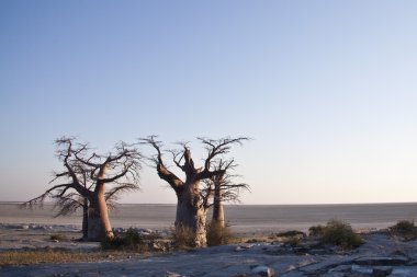 Baobab ağaçları