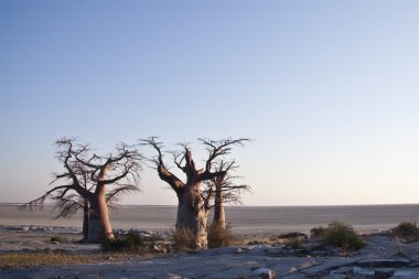 Baobab trees clipart