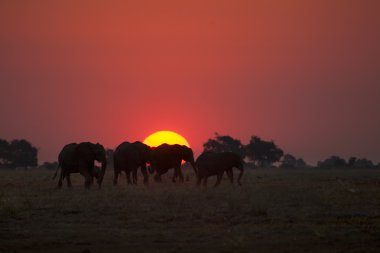 Gün batımında Afrika savana filler