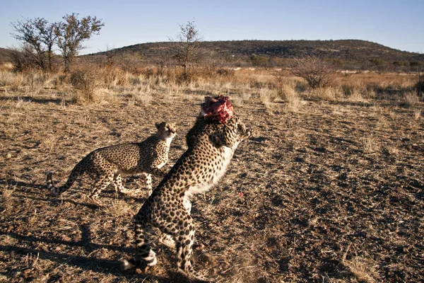 Ghepardi africani — Foto Stock