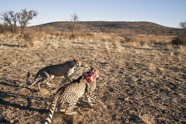 Cheetahs africanos — Fotografia de Stock