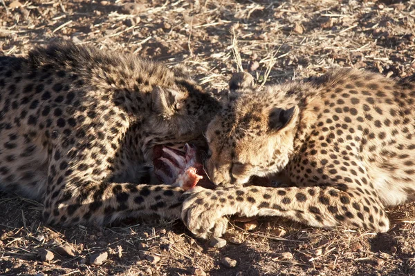 Cheetahs africanos — Fotografia de Stock