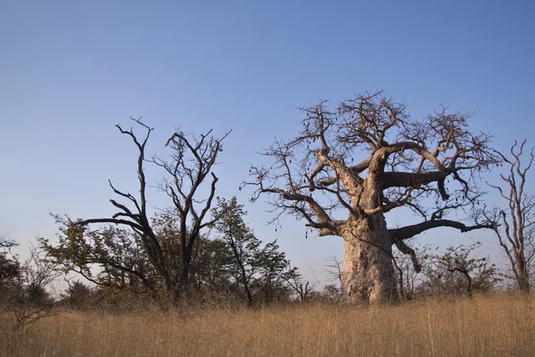 Baobab stromy — Stock fotografie