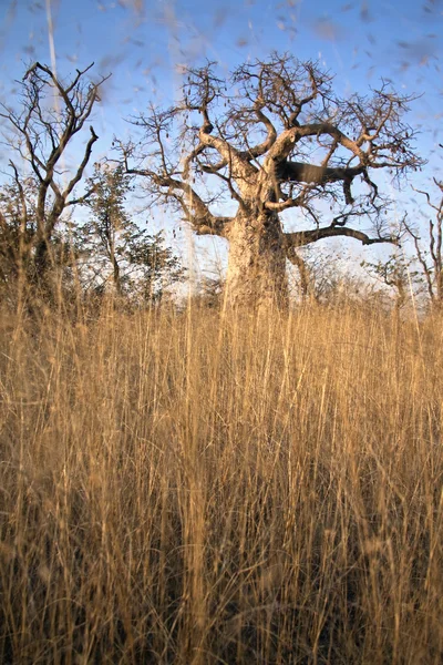 Baobab stromy — Stock fotografie