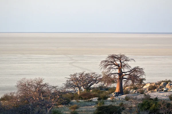 Alberi di baobab — Foto Stock