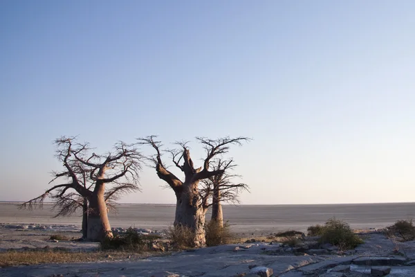 Baobabbäume — Stockfoto