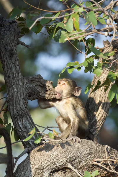 Mono en el árbol en Zimbabue — Foto de Stock